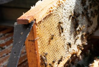 LIST: Common Beekeeping Terms You Should Know